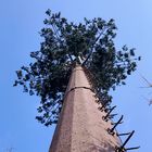 30m / S Wieża kamuflażowa z drzewa kokosowego na zewnątrz