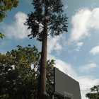 Sztuczna palma Camouflage Telecom Tower Mobilny Monopole Bionic Tree Wifi Signal